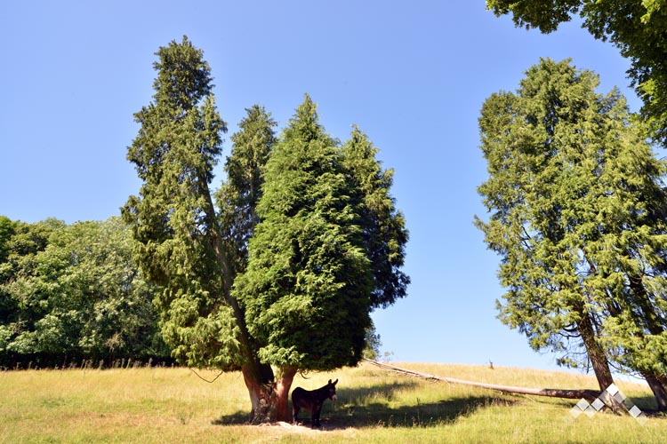 LE MANOIR DES ETANGS (28 pers.)-31